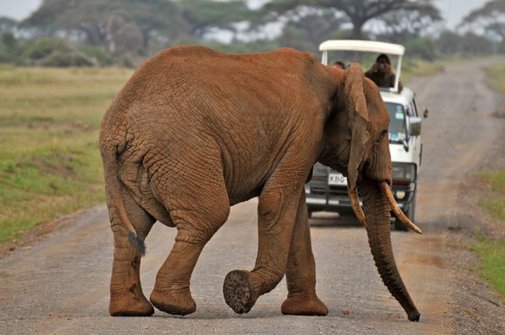 Amboseli National Park