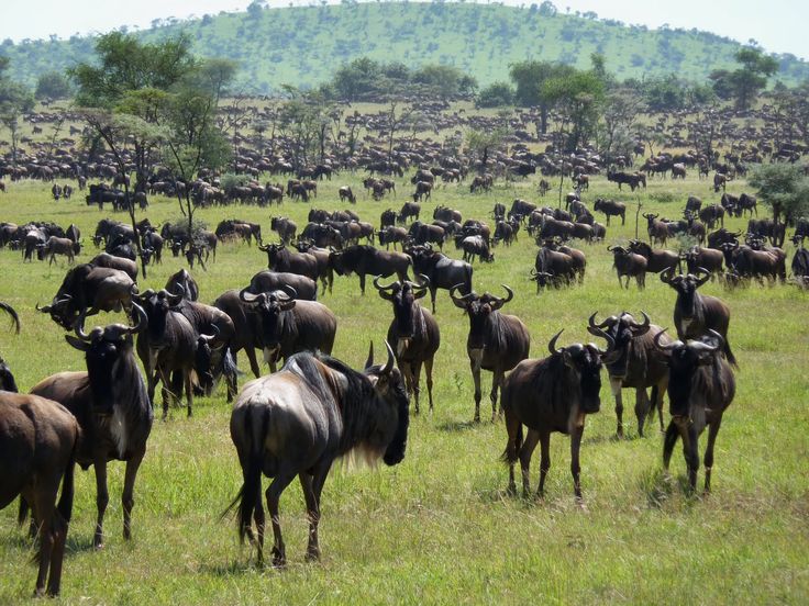 Maasai Mara National Reserve