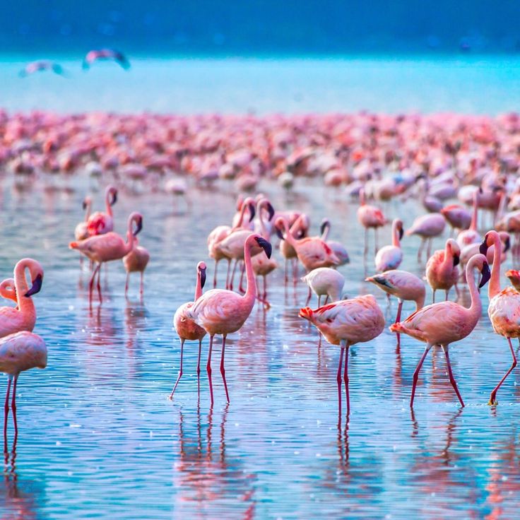 Lake Nakuru National Park