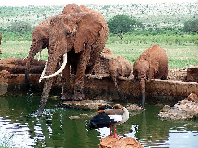 Tsavo East National Park